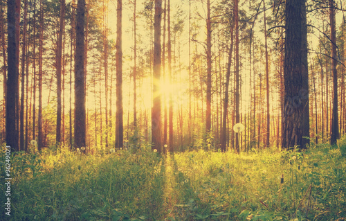 sunset in the woods  retro filtered  instagram style