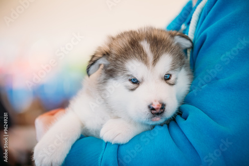 Foto Alaskan Malamute puppy Dog sits in hands of owner