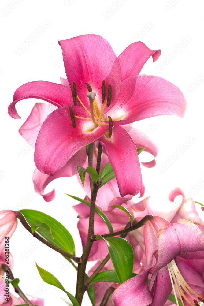 pink lily flower pink lily flower