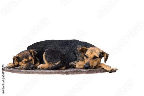 homeless puppies are sleeping on a sewer manhole