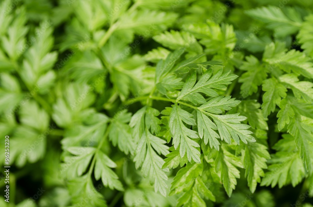 Parsley. Parsley.