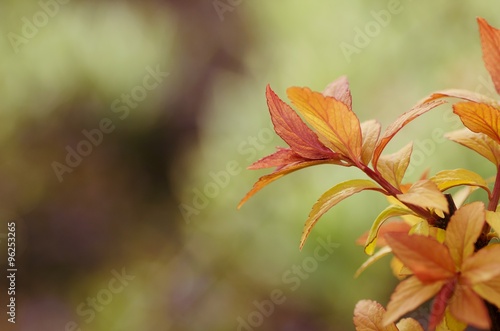 Leaf. photo