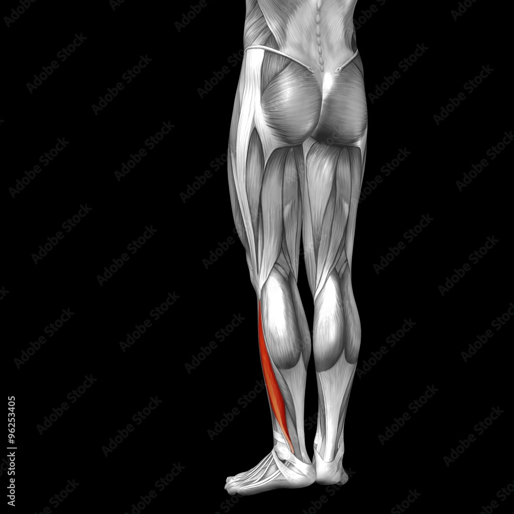 Conceptual 3D human back lower leg muscle anatomy Conceptual 3D human back lower leg muscle anatomy