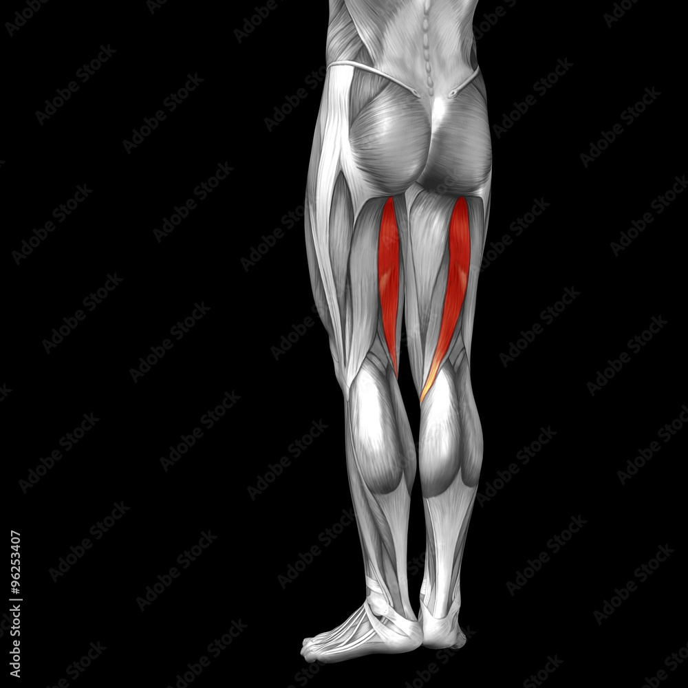 Conceptual 3D human back upper leg muscle anatomy Conceptual 3D human back upper leg muscle anatomy