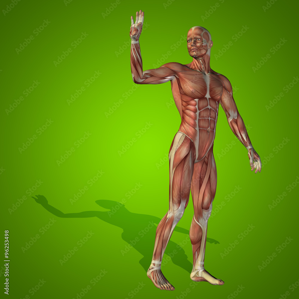 Conceptual 3D human man health anatomy