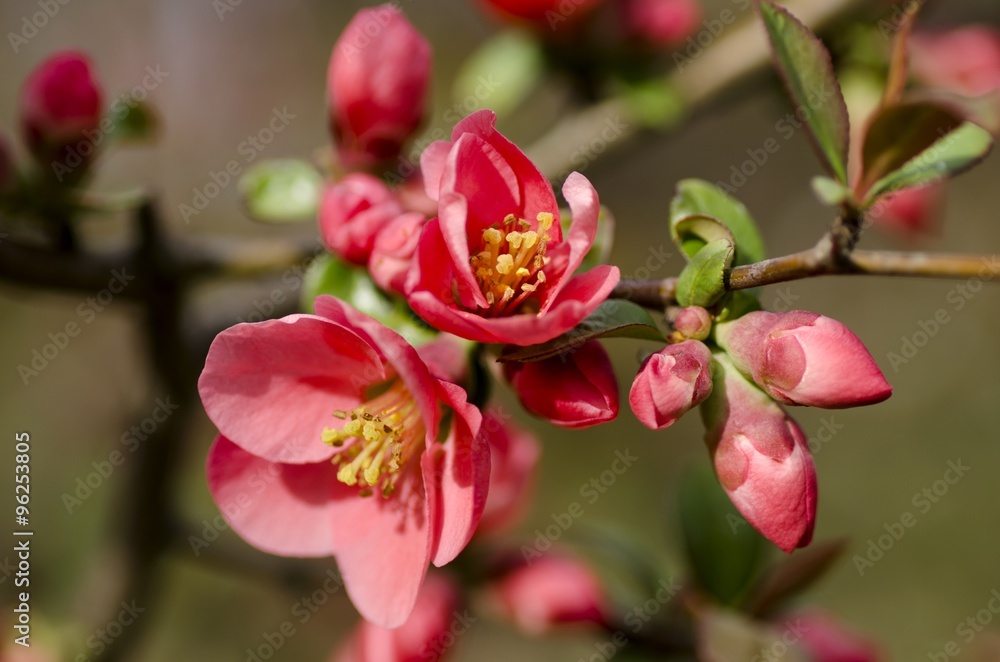 Obraz premium Spring.