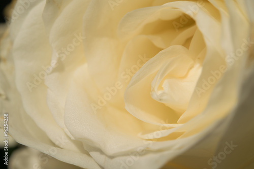 Yellow rose close-up