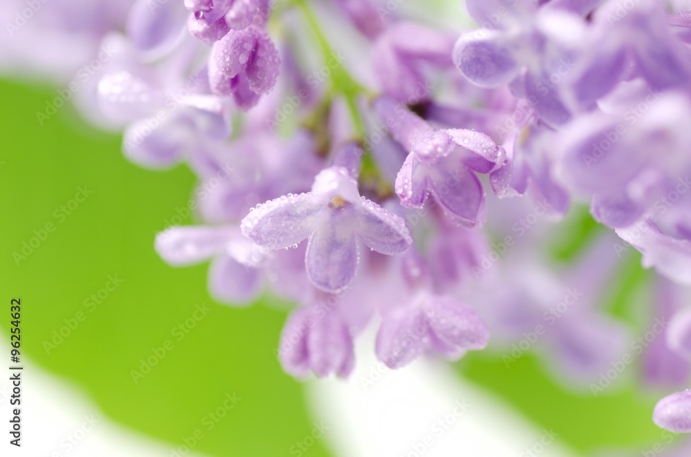 Obraz premium Flower.