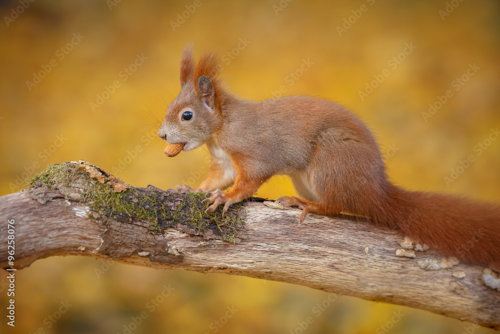 Cheeky red squirrel in fall