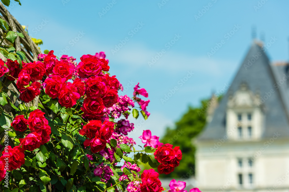 Fototapeta premium Bush of beautiful roses in a garden