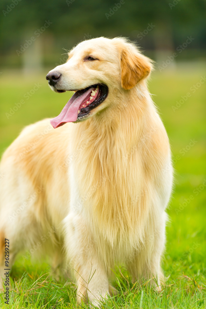 Golden Retriever