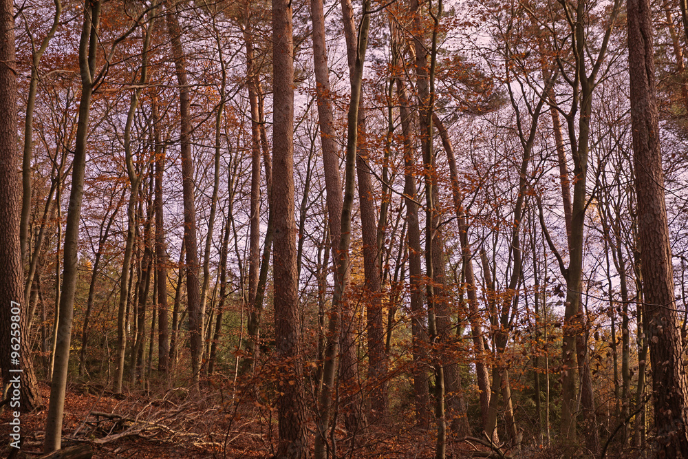 autumn forest autumn forest