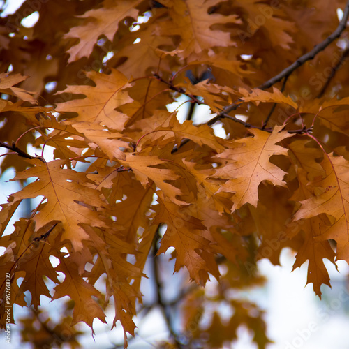 autumn yellow dry oak