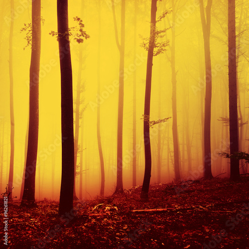Fire red saturated autumn season foggy forest background. Oversaturated yellow red forest trees background.