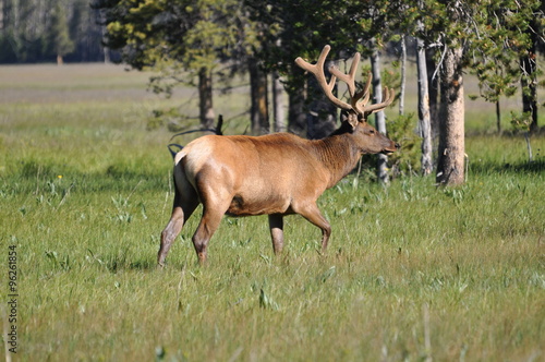 Elk with large horns, Yellowstone National Park.