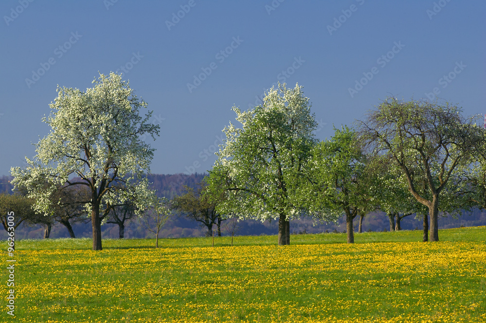 Obraz premium Frühling