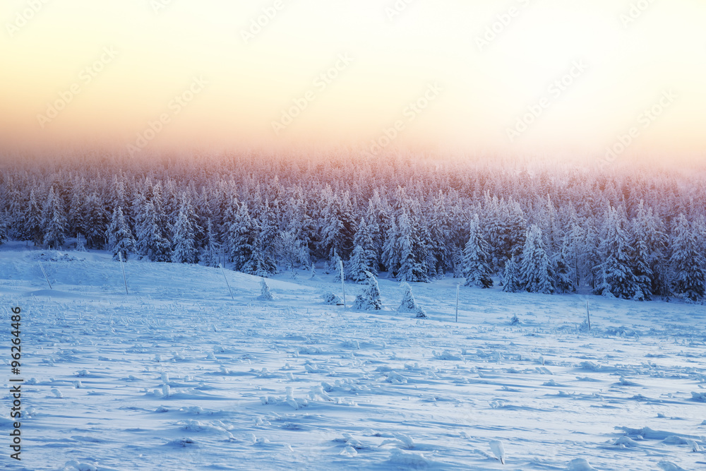 Beautiful landscape of sunset in winter forest Beautiful landscape of sunset in winter forest