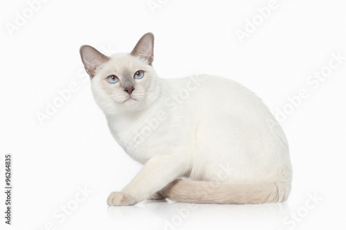 Cat. Thai cat on white background