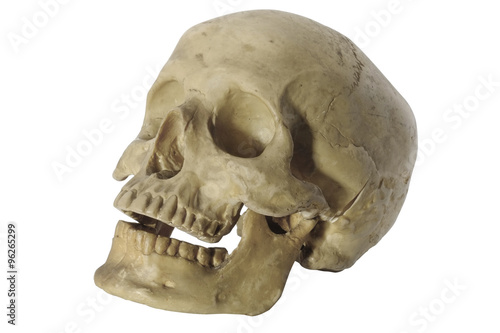 Skull head/Skull head on white background.