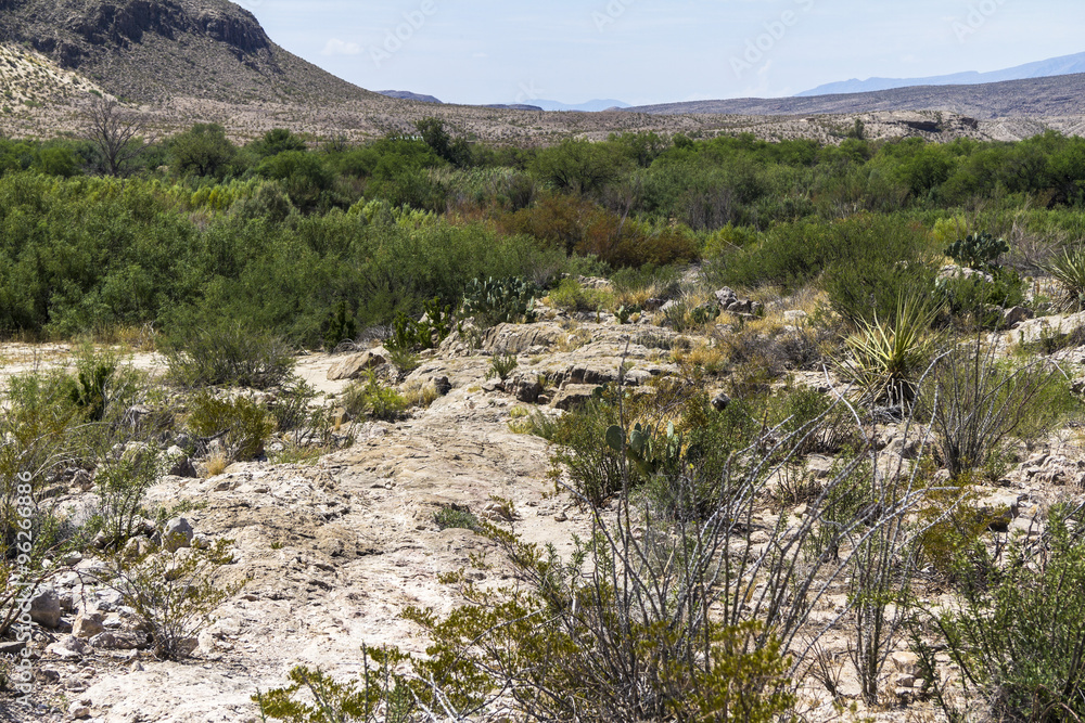 Desert of Big Bend Park Desert of Big Bend Park