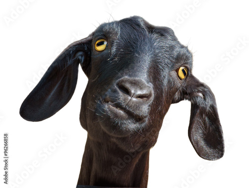 Leinwand Poster Schwarze Ziege mit Beschneidungspfad isoliert