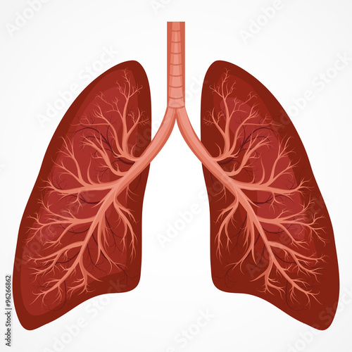 Human Lung anatomy diagram