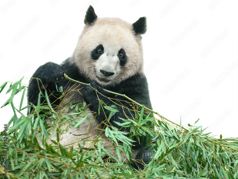 Naklejka premium Panda eating bamboo leaves isolated with clipping path