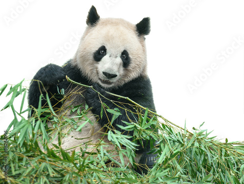Panda eating bamboo leaves isolated with clipping path