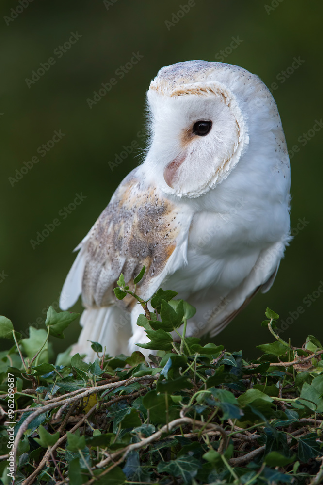 Fototapeta premium Barn Owl (Tyto Alba)/Barn Owl perched on ivy covered branch