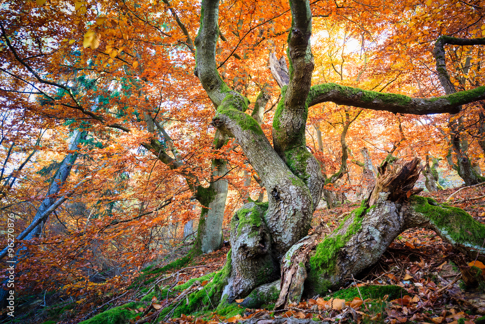 Naklejka premium Kellerwald im Herbst - Deutschland