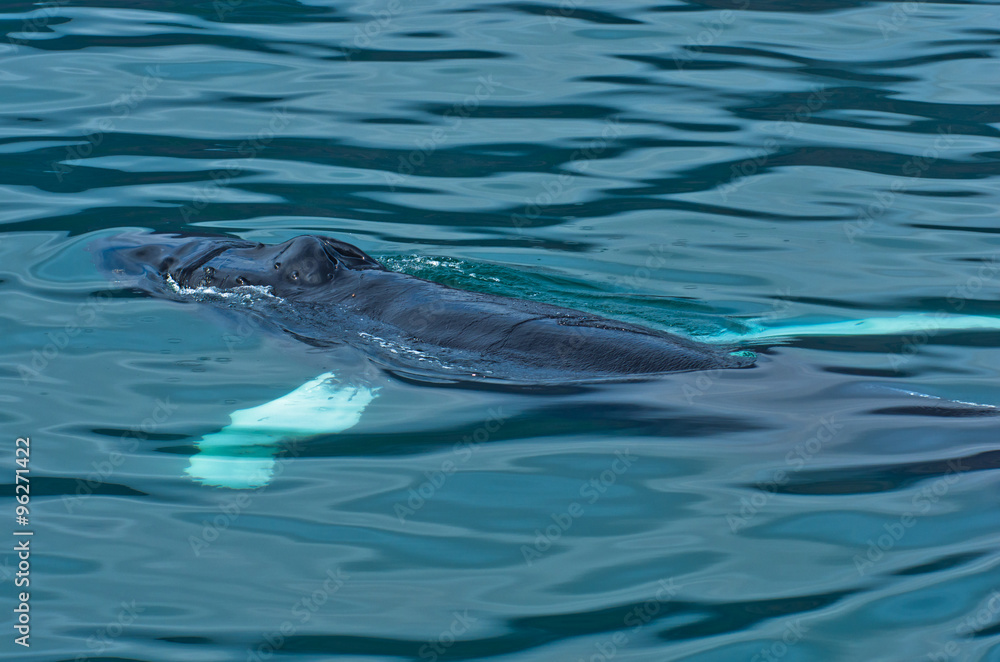 Fototapeta premium Watching humpback whale at Husavik bay area, north Iceland