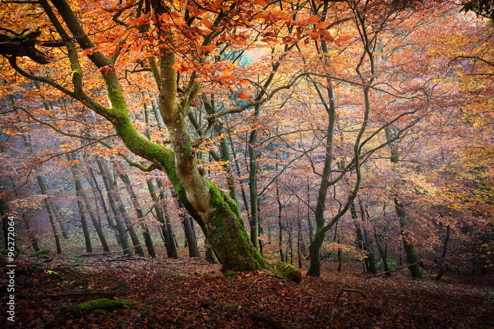 Fototapeta premium Kellerwald im Herbst - Deutschland