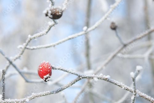 Winter berries hanging from frosted branches
