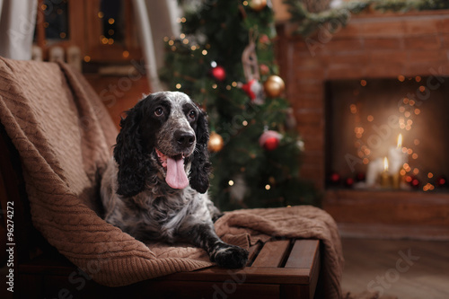 English Spaniel portrait, Christmas and New Year