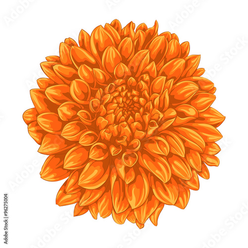 Fototapeta Naklejka Na Ścianę i Meble -  beautiful yellow dahlia isolated on white background.
