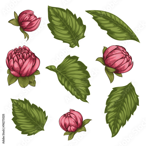 Fototapeta Naklejka Na Ścianę i Meble -  Beautiful Vector flowers set. Colorful floral collection with leaves and flowers.