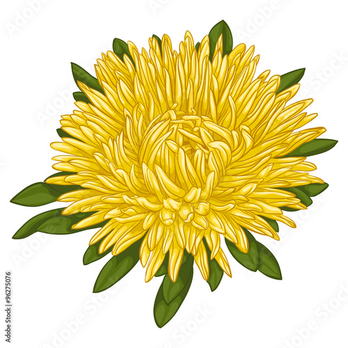 Beautiful yellow aster isolated on white background.