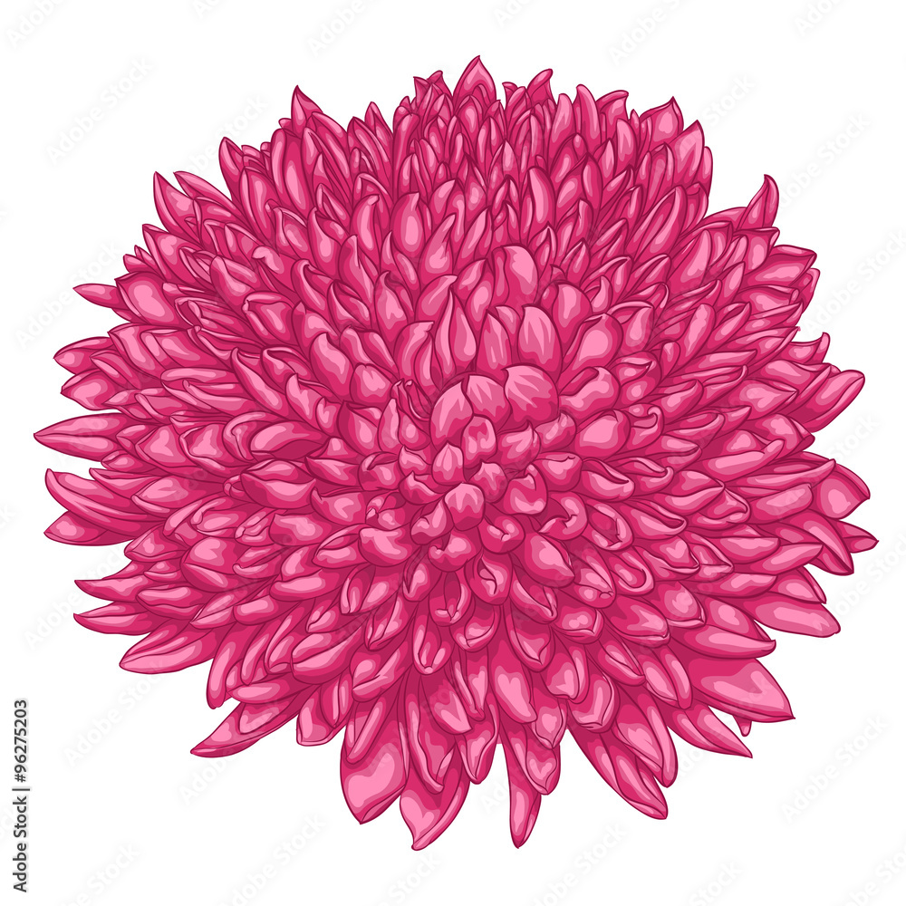 beautiful pink chrysanthemum isolated on white background. beautiful pink chrysanthemum isolated on white background.
