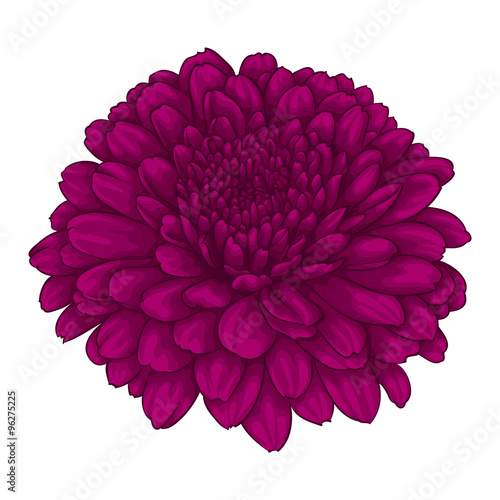 beautiful pink chrysanthemum flower. effect watercolor isolated on white background.