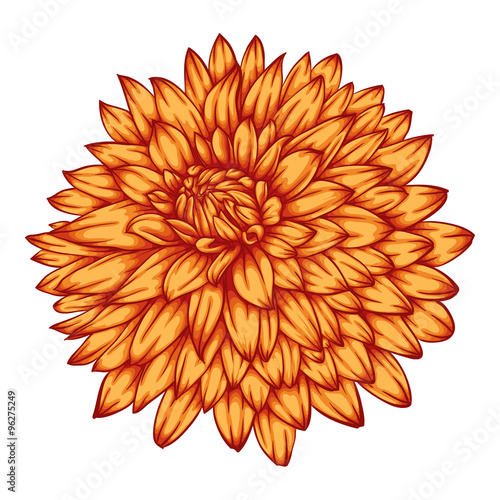 Fototapeta Naklejka Na Ścianę i Meble -  beautiful yellow dahlia isolated on white background.