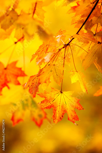 Abstract autumn natural background with yellow maple leaves.