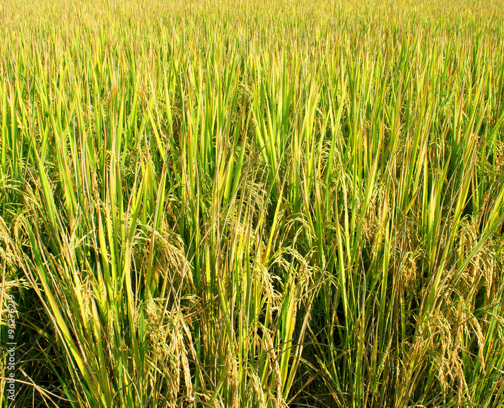 Fototapeta premium rice fields
