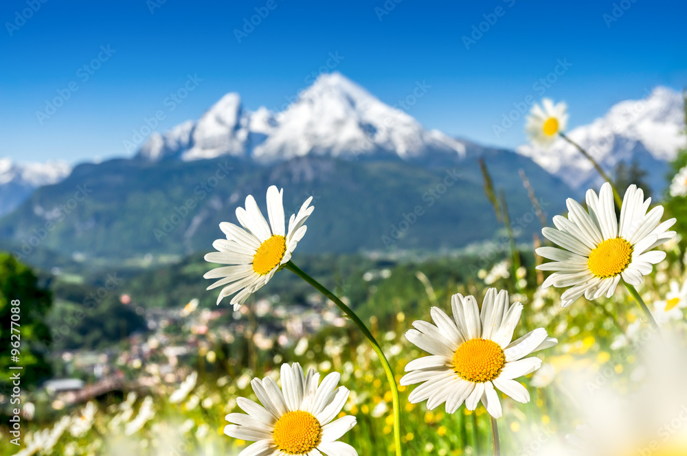 Beautiful blooming mountain flowers in snow-capped Alps in spring