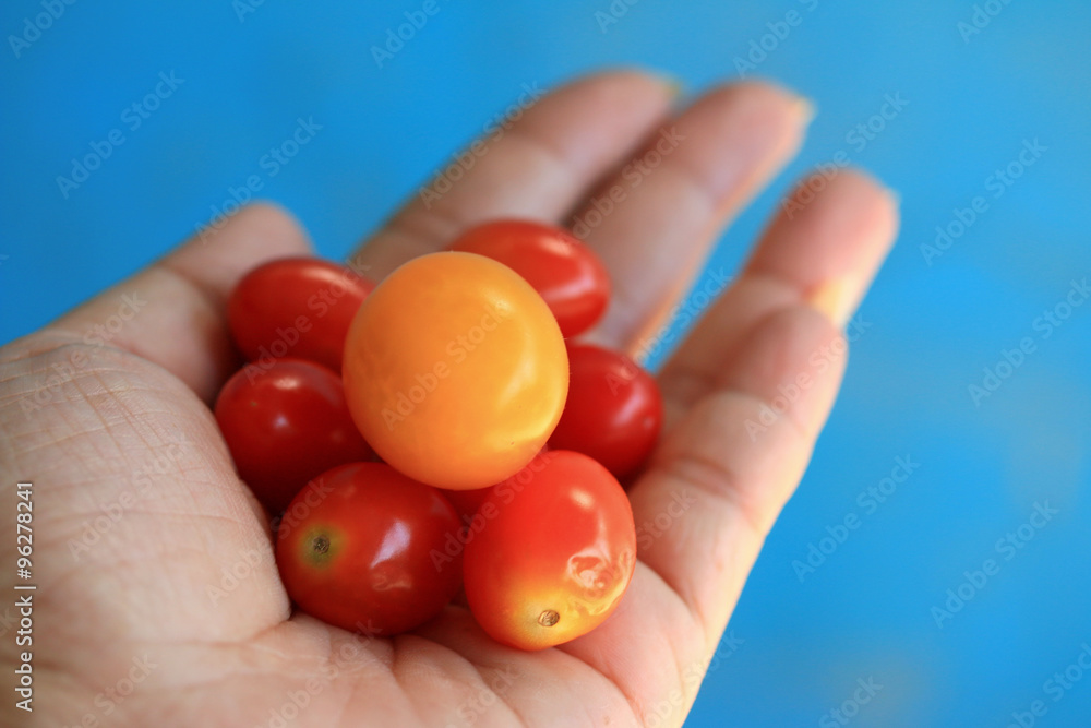 fresh tomatoes with hand fresh tomatoes with hand