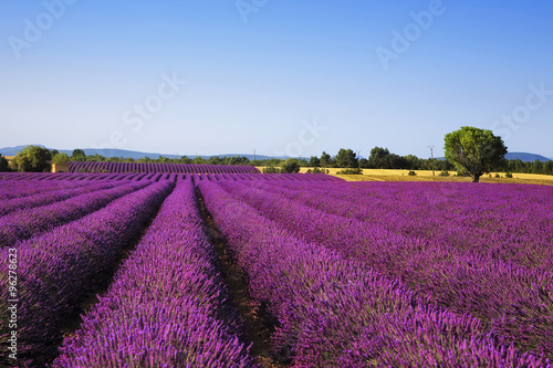 Lavender and lonely tree. Provence, France