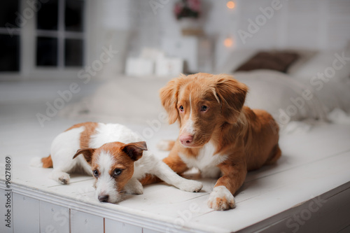 Fototapeta Naklejka Na Ścianę i Meble -  Dog Jack Russell Terrier and Dog Nova Scotia Duck Tolling Retriever