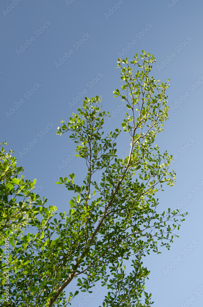 Obraz premium Green Tree.