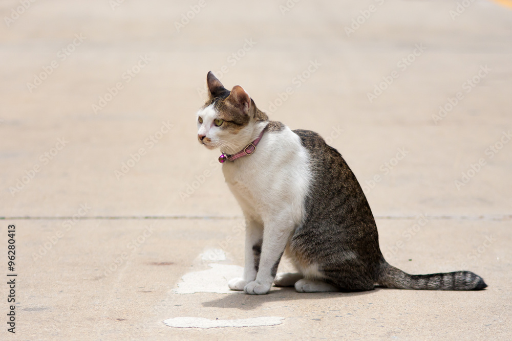 female Thai cat relax on street