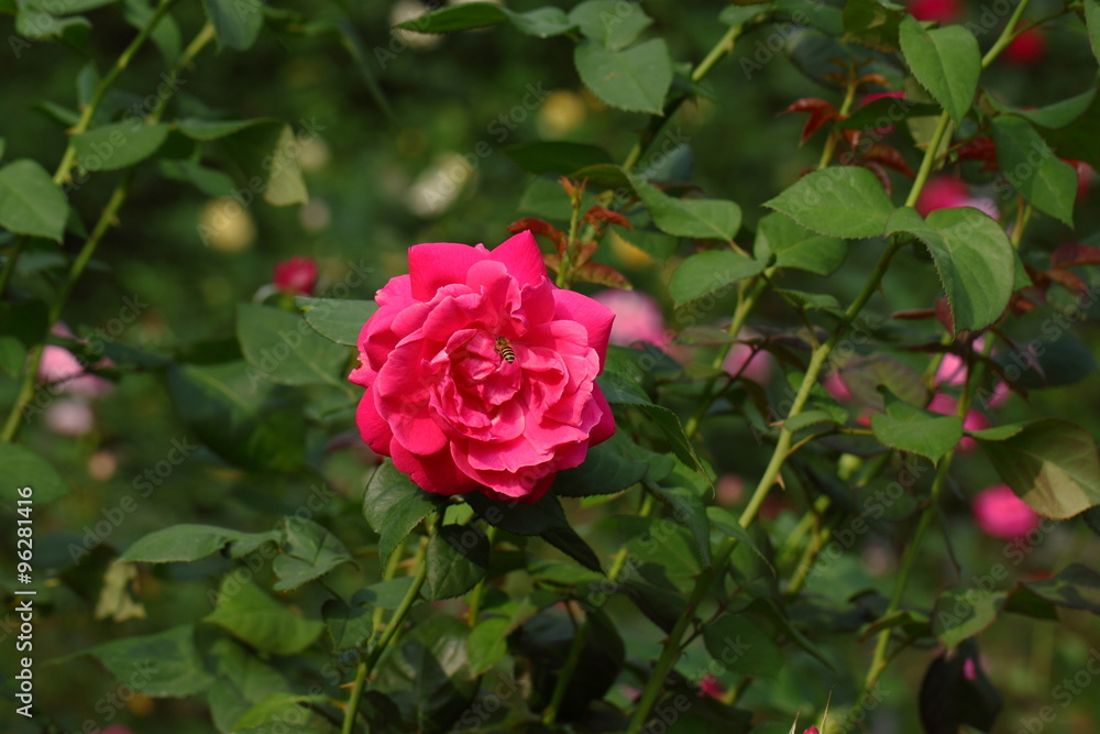 Rose/Beautiful Rose flower in the garden
