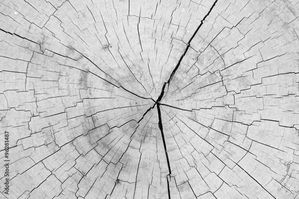 Obraz premium Close - up old tree stump texture and background..